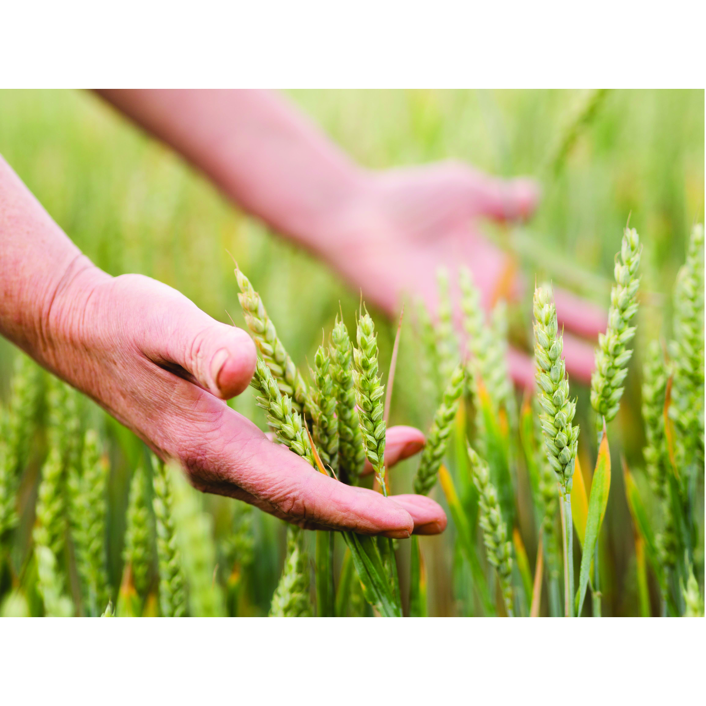 کاشت، داشت و برداشت برنج